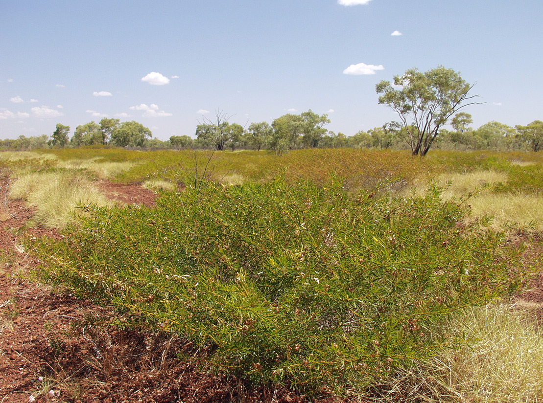 Image of genus Acacia specimen.