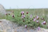 Astragalus pachyrrhizus