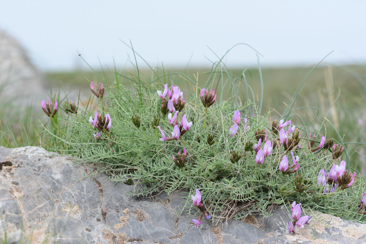 Изображение особи Astragalus pachyrrhizus.