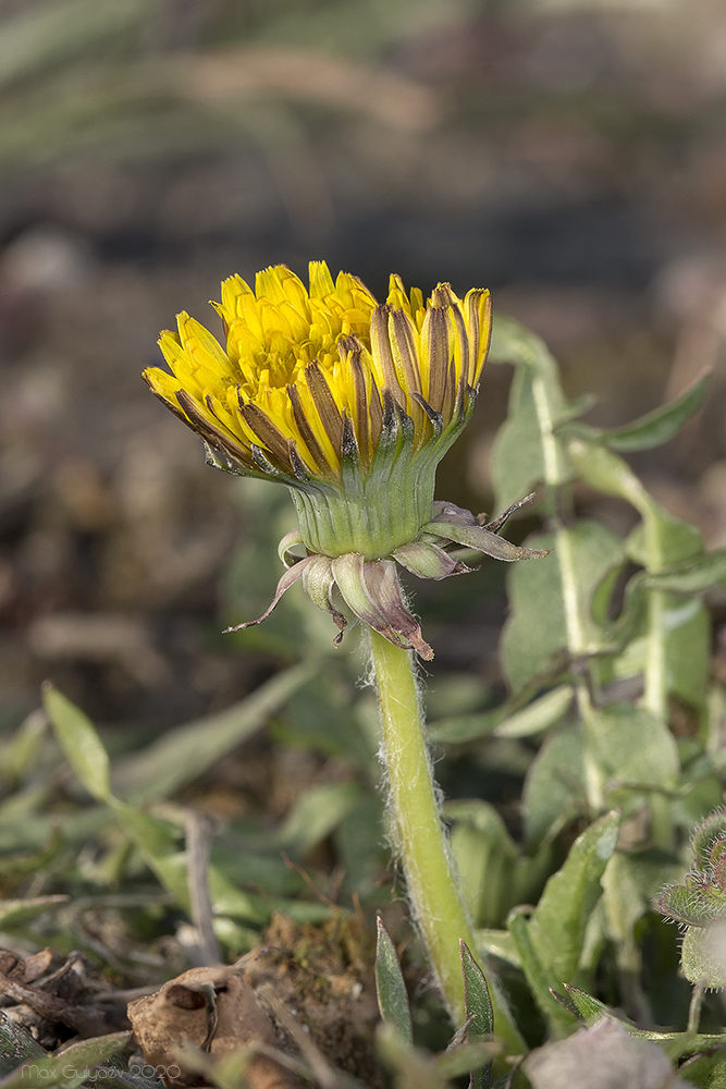 Image of genus Taraxacum specimen.