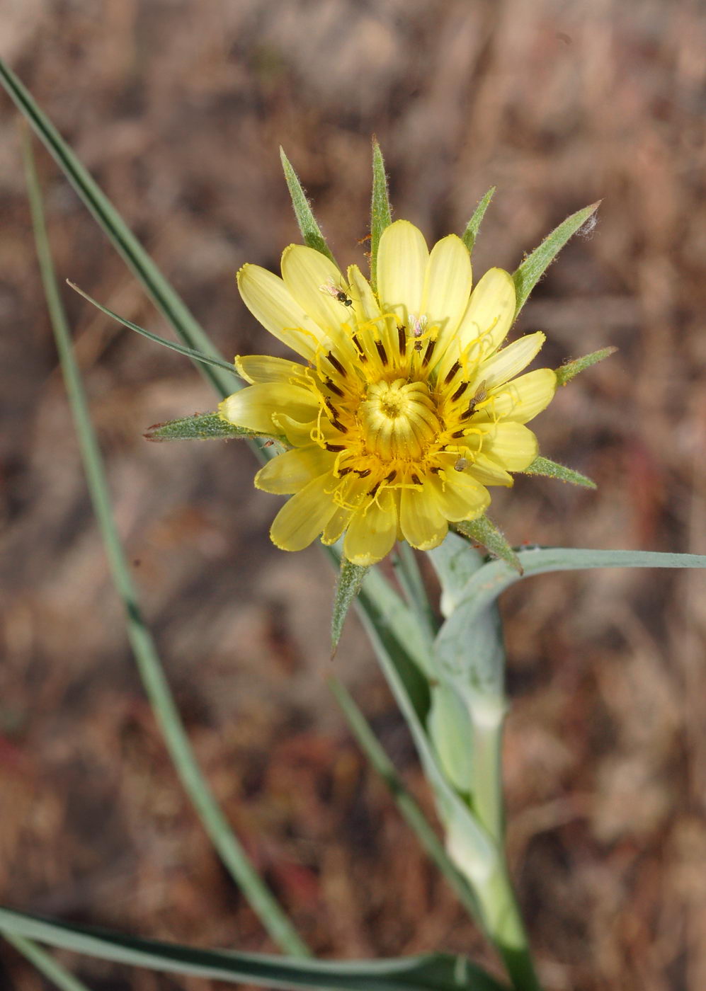 Изображение особи Tragopogon dubianskyi.