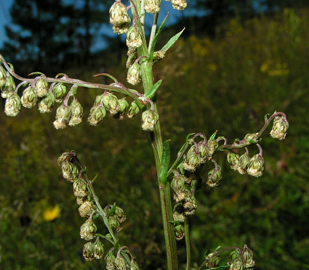 Изображение особи Artemisia laciniata.