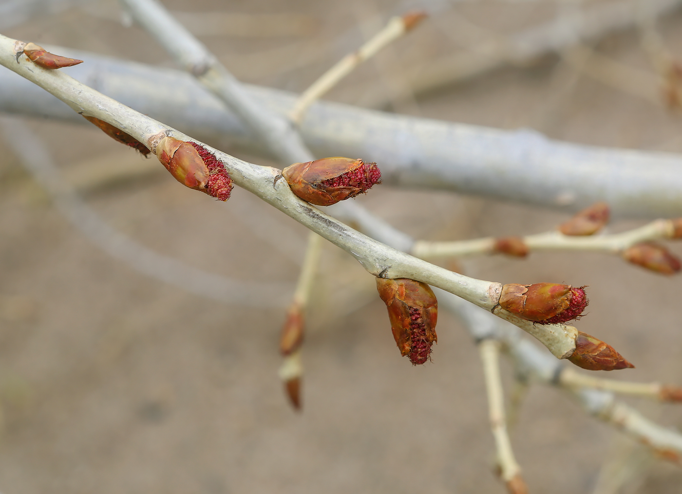 Image of Populus nigra specimen.