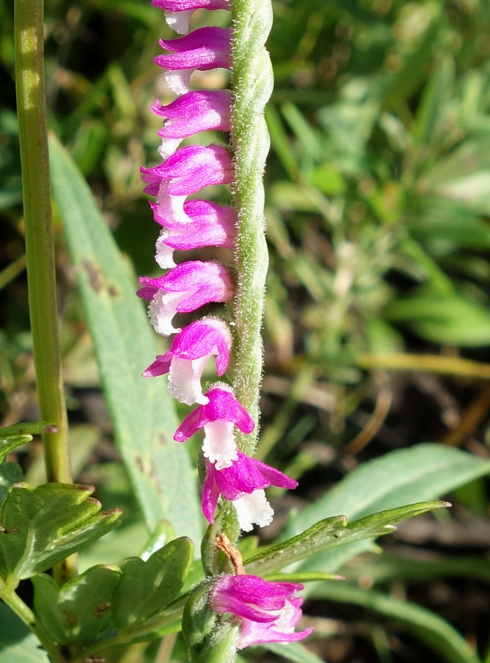 Изображение особи Spiranthes australis.