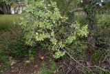 Searsia marlothii