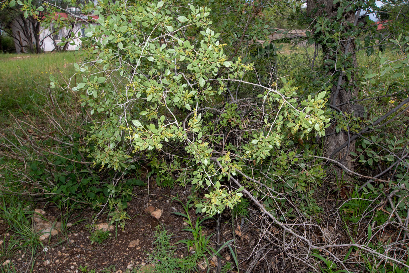 Image of Searsia marlothii specimen.