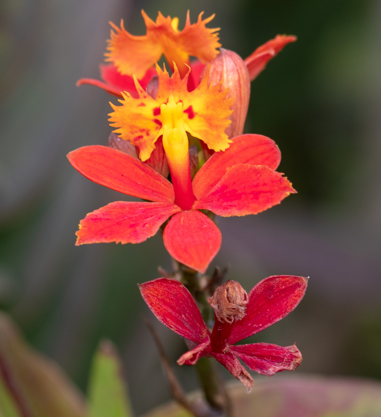 Image of Epidendrum radicans specimen.