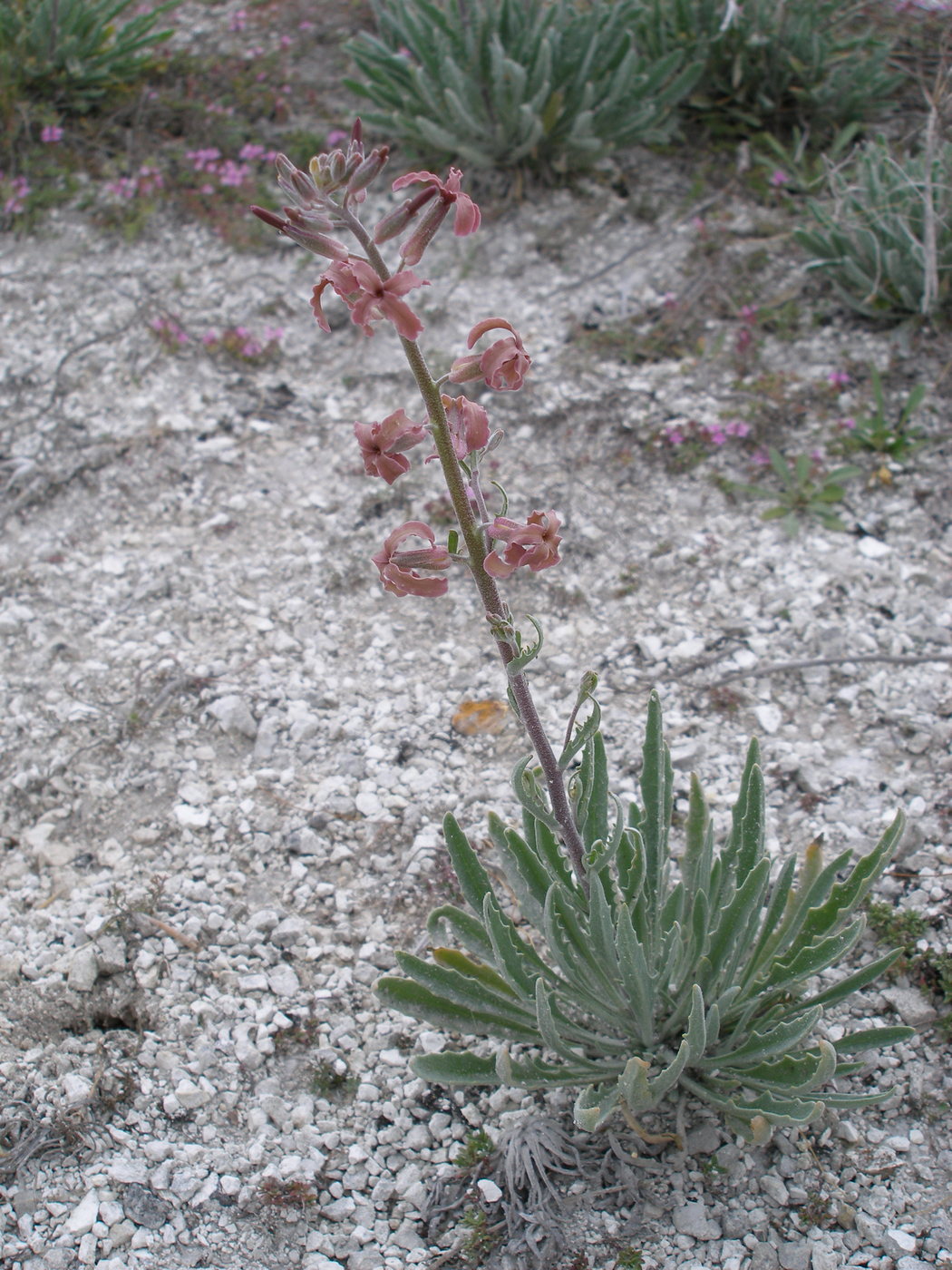 Image of Matthiola fragrans specimen.