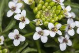 Nasturtium officinale