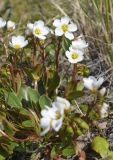 Claytonia joanneana