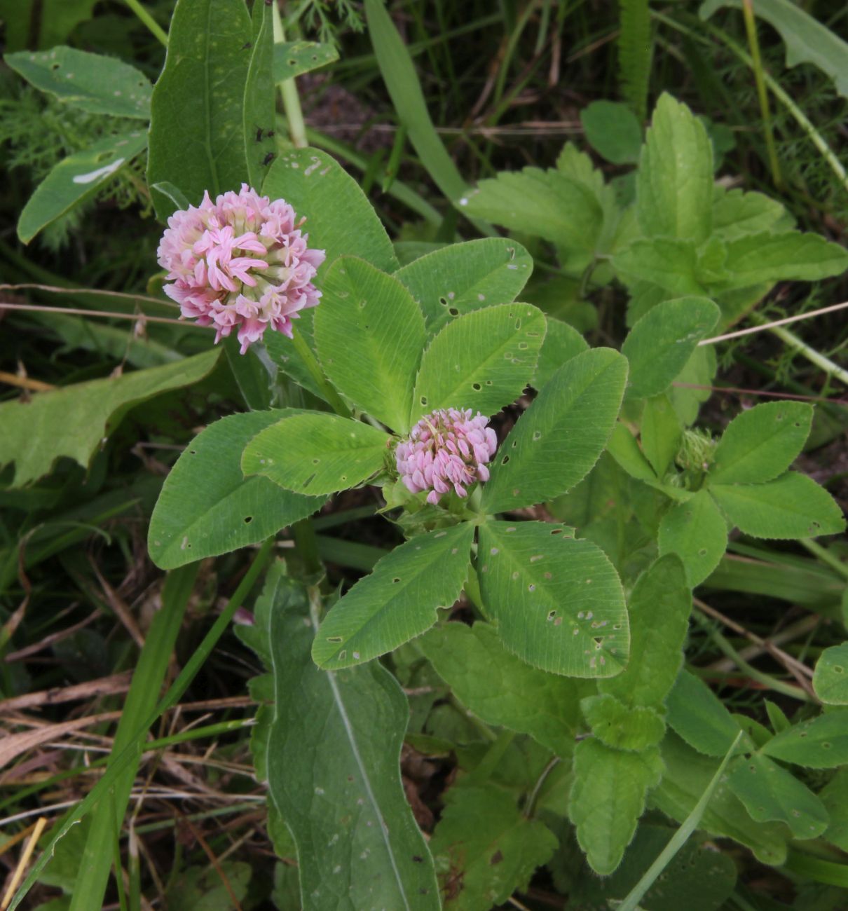 Image of Trifolium hybridum specimen.