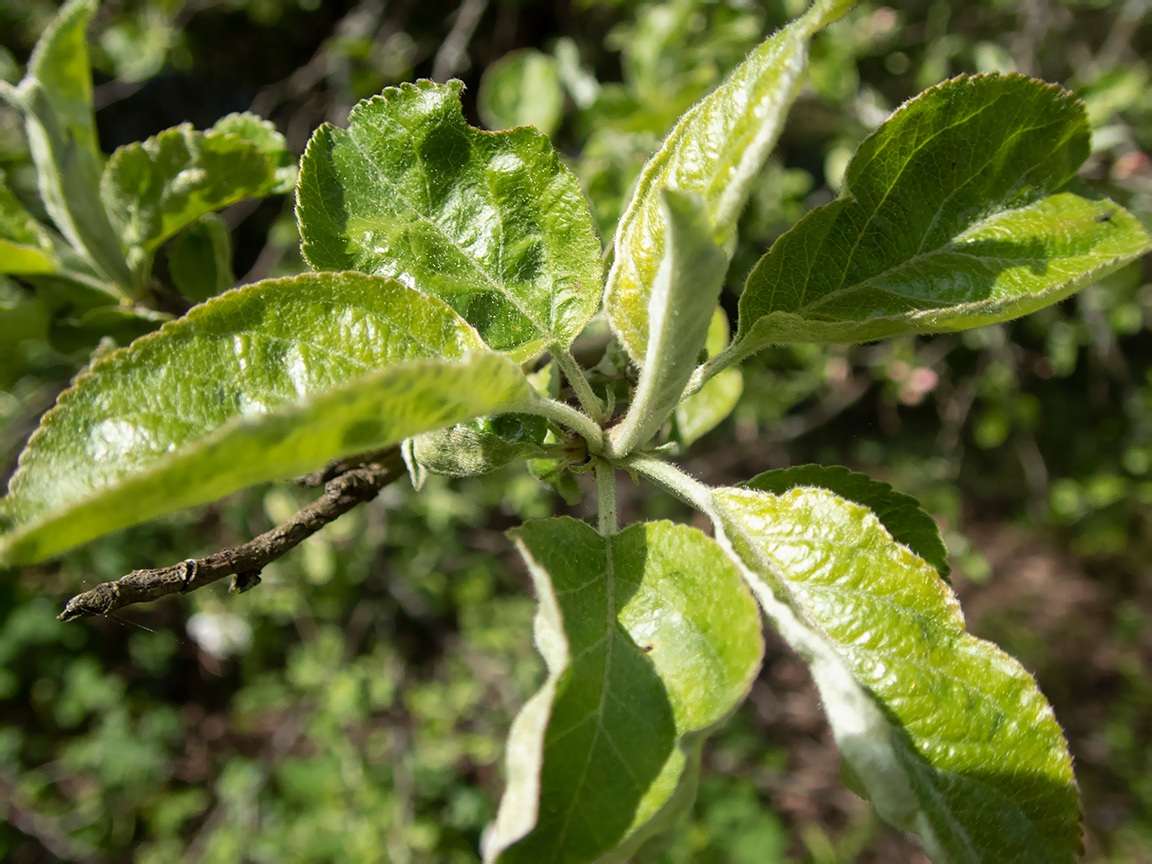 Изображение особи Malus domestica.