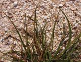 Plantago salsa