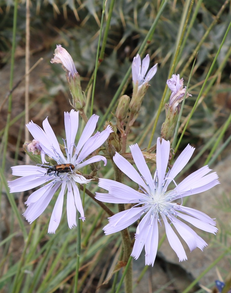 Image of genus Lactuca specimen.