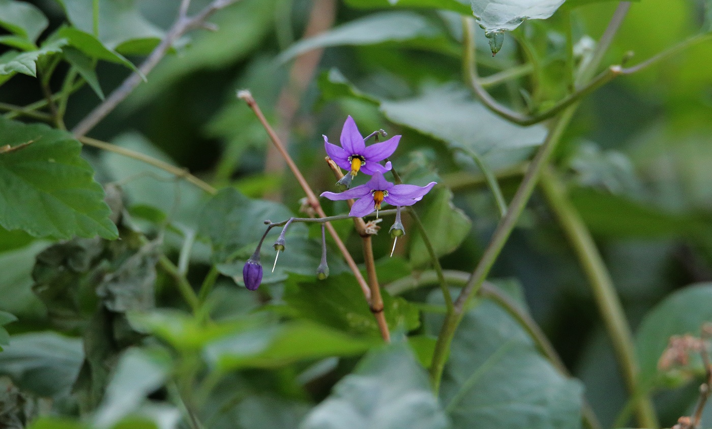 Image of Solanum dulcamara specimen.