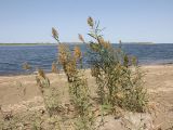 Phragmites australis