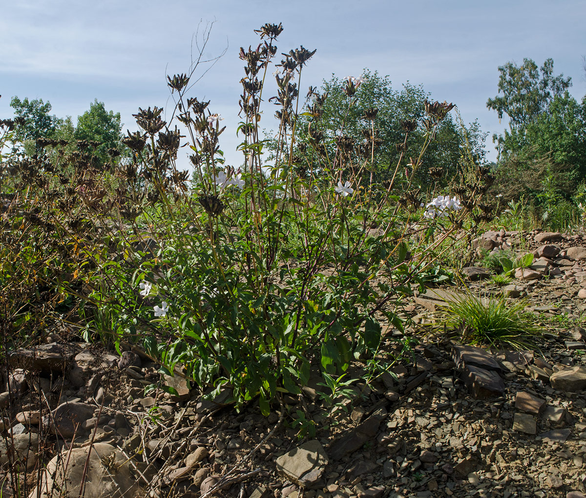 Image of Saponaria officinalis specimen.