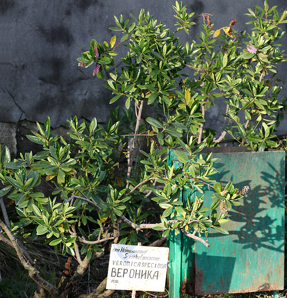 Image of Hebe speciosa specimen.