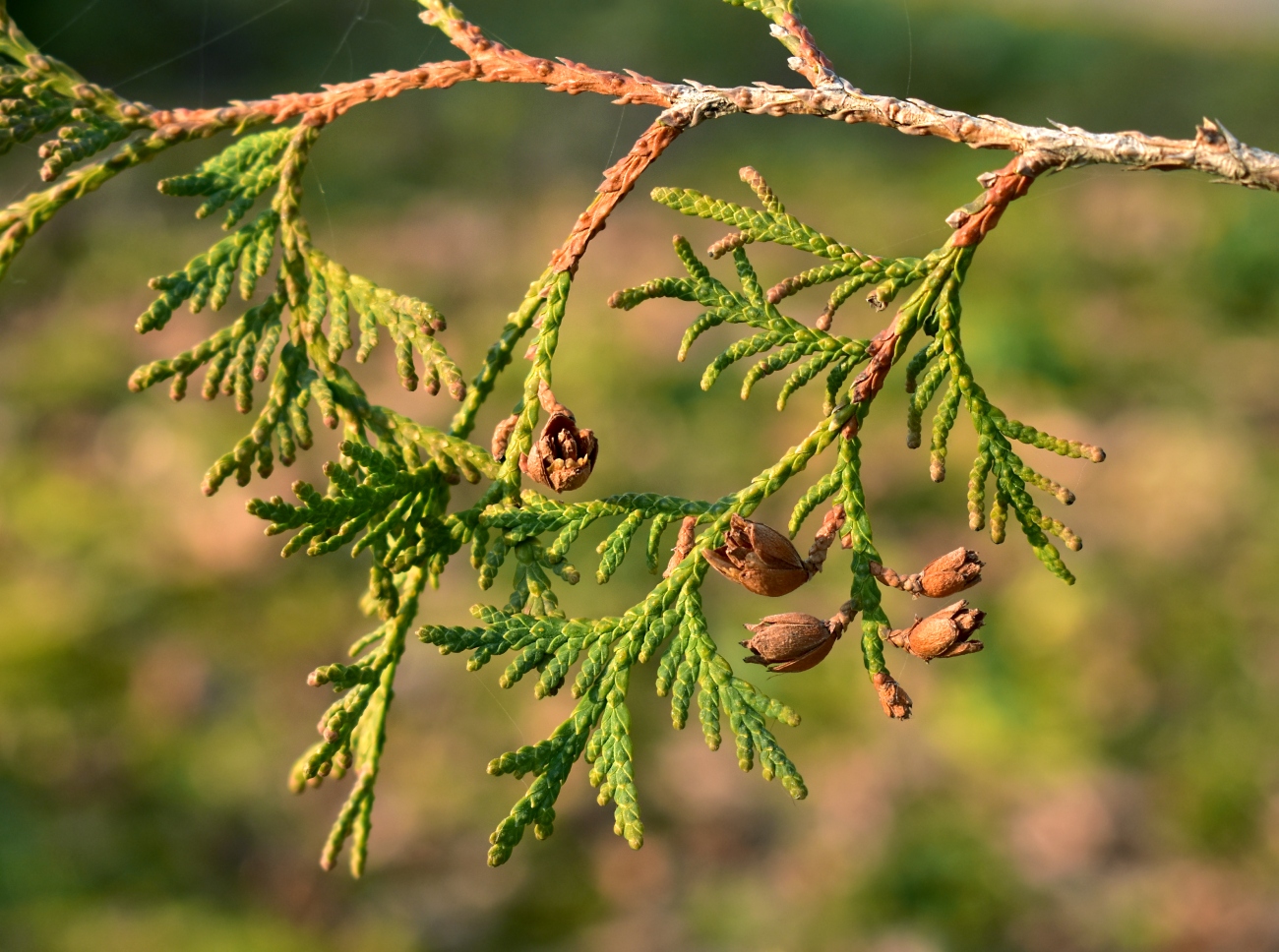 Image of Thuja occidentalis specimen.