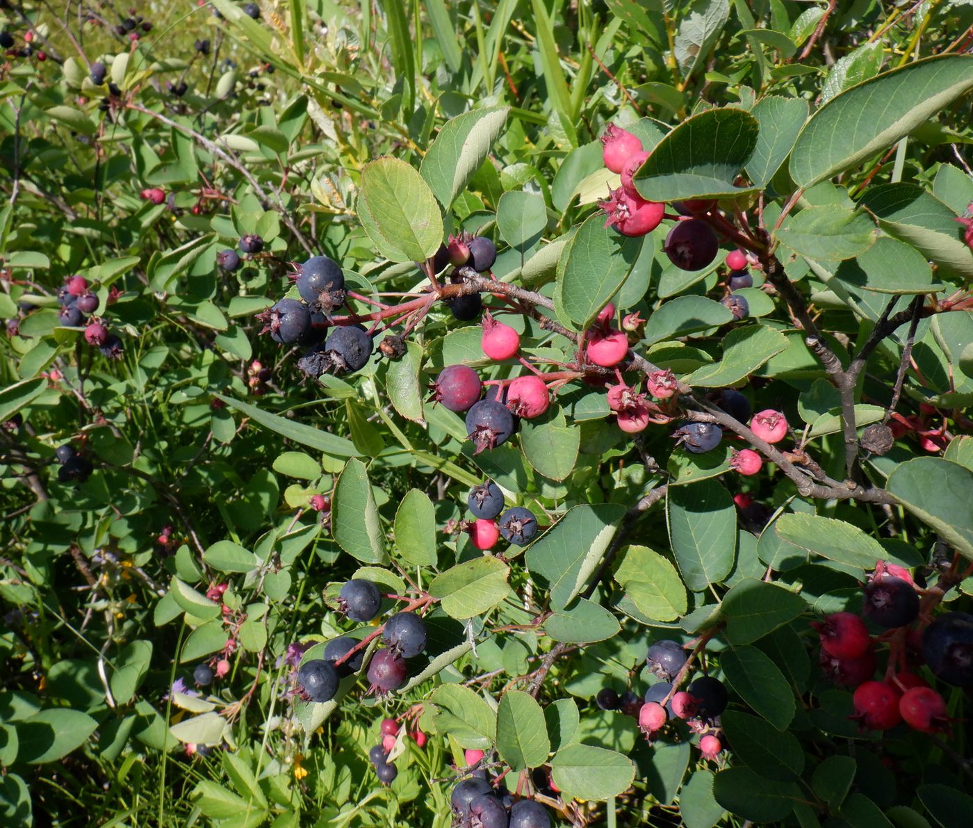 Изображение особи Amelanchier spicata.