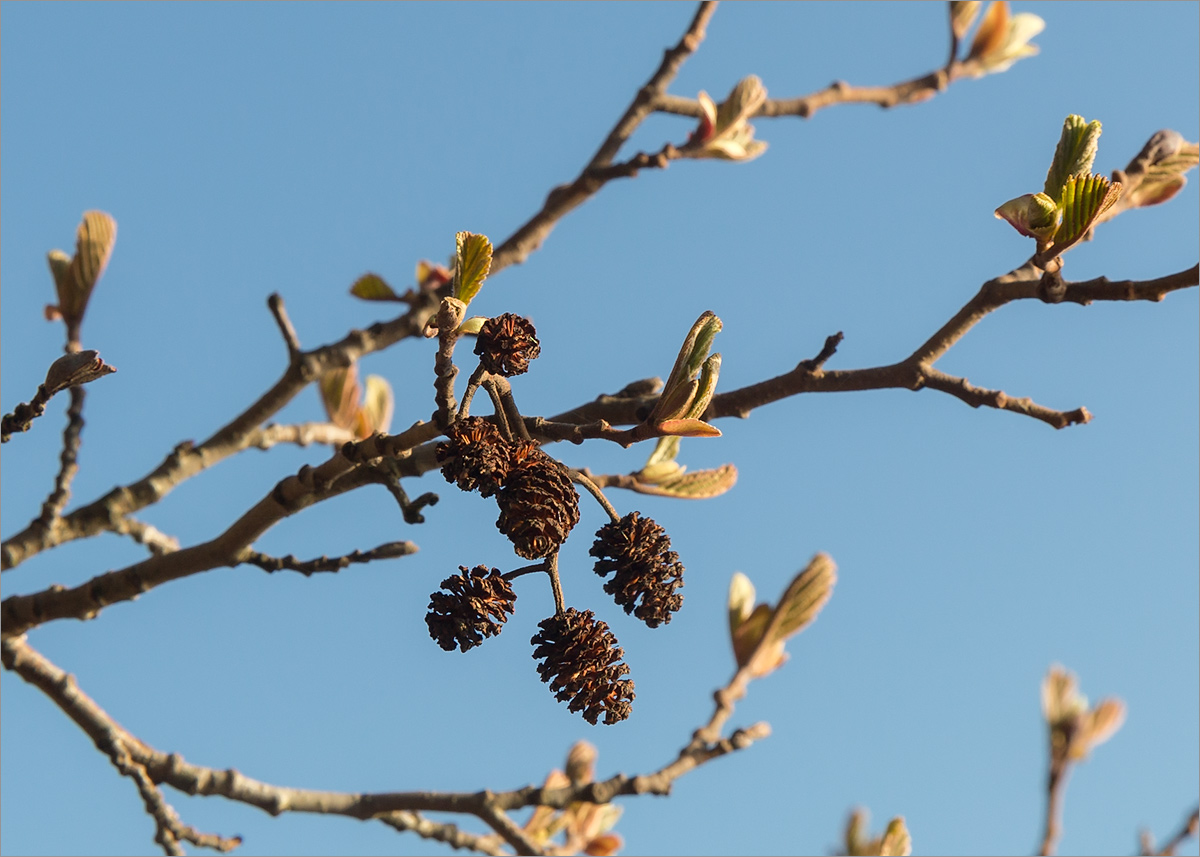 Изображение особи Alnus incana.