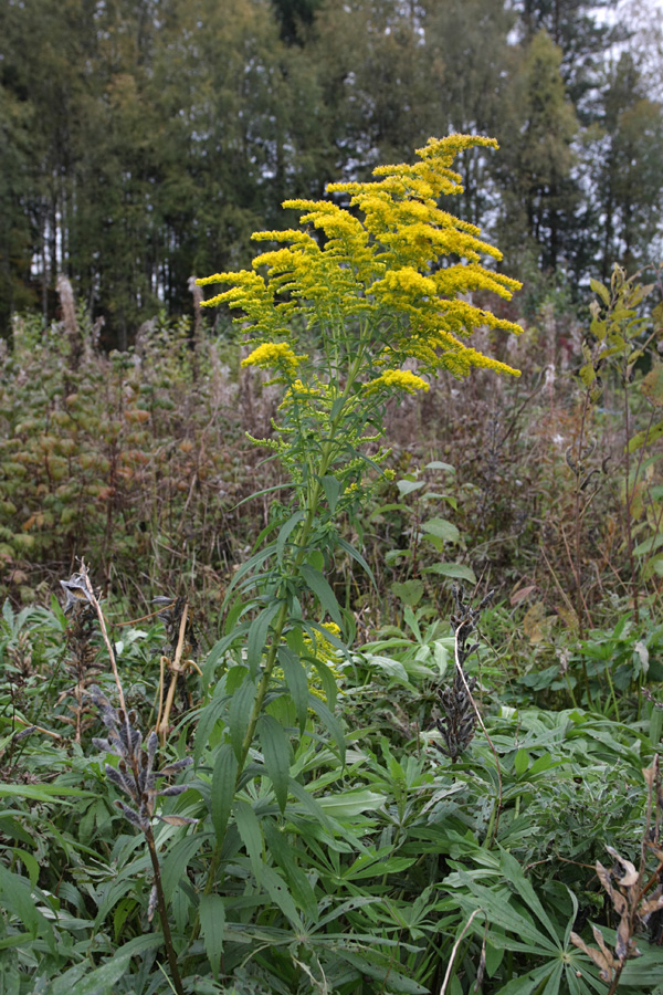 Изображение особи Solidago canadensis.