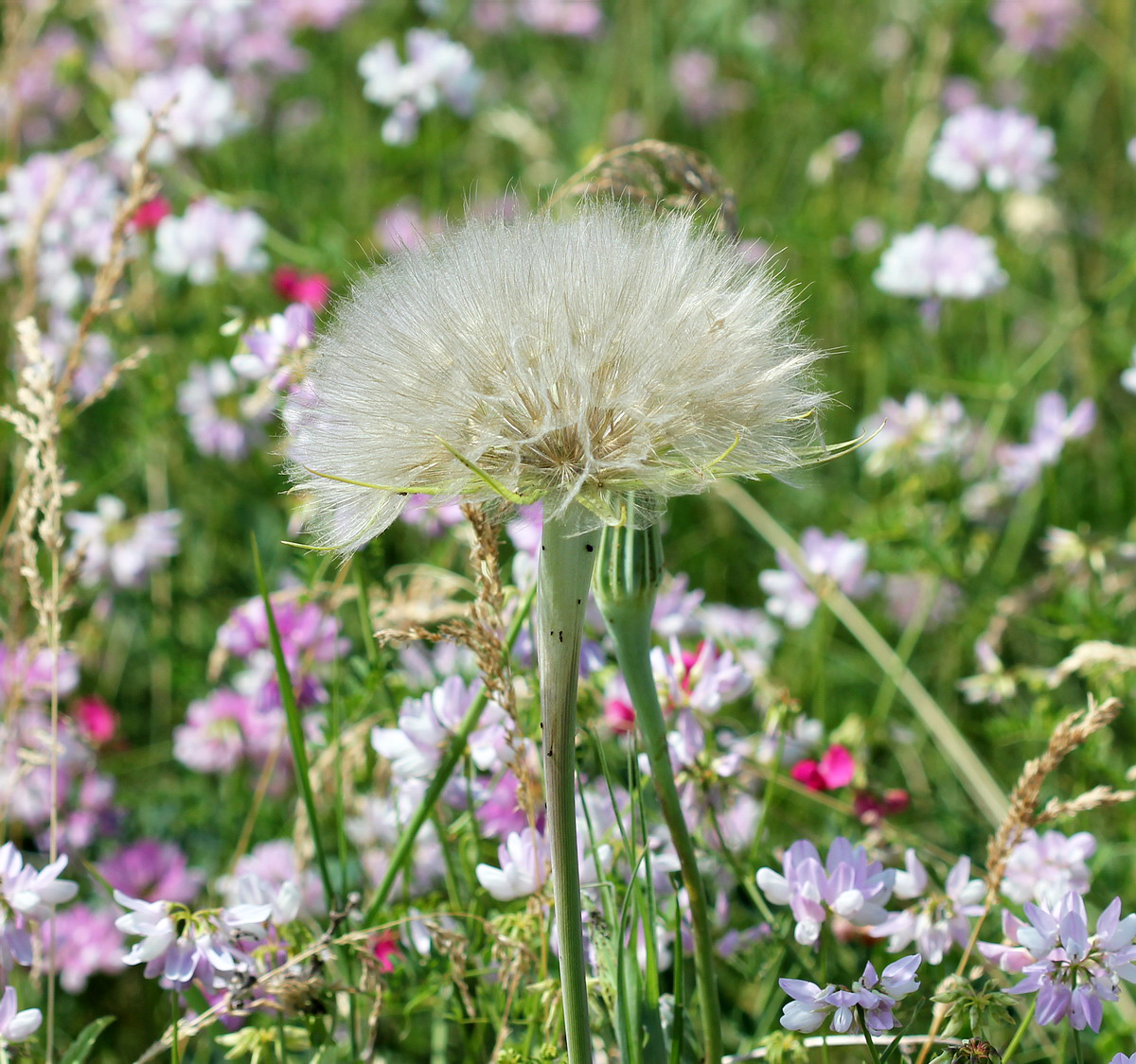 Image of Tragopogon dubius ssp. major specimen.