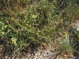 Plumbago europaea. Цветущие растения на приморском склоне в сообществе с Crithmum maritimum. Хорватия, Дубровник, побережье Адриатического моря. 29 августа 2010 г.