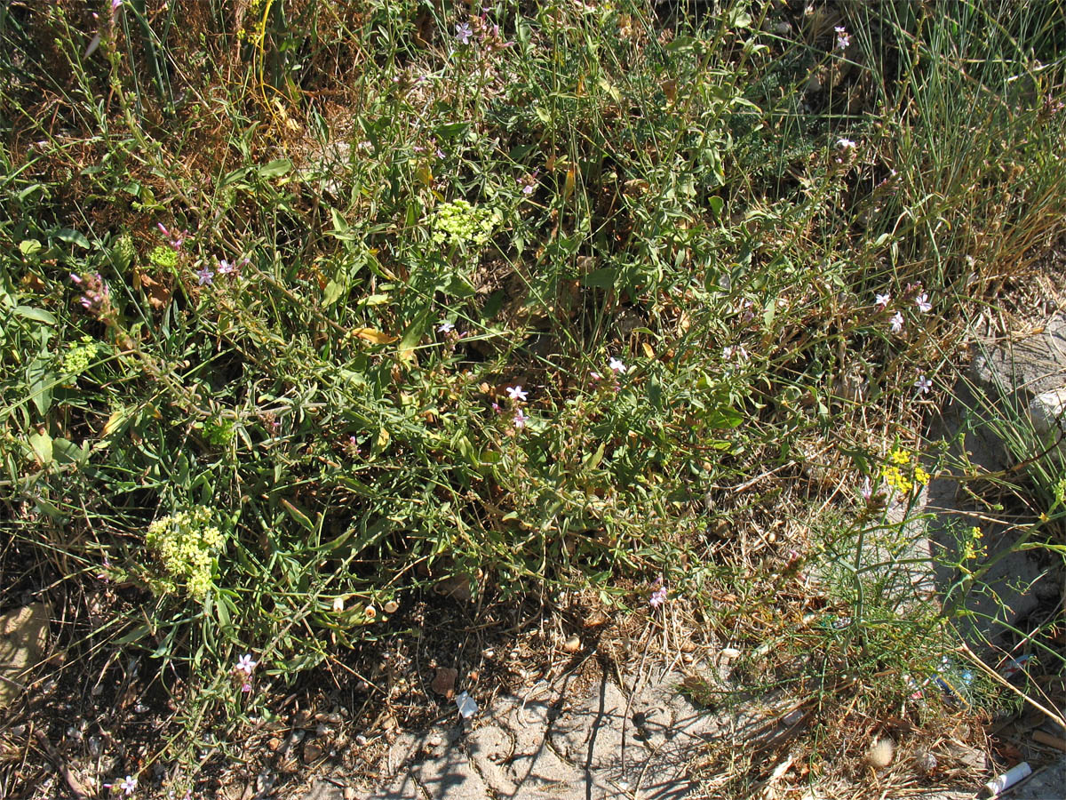 Image of Plumbago europaea specimen.