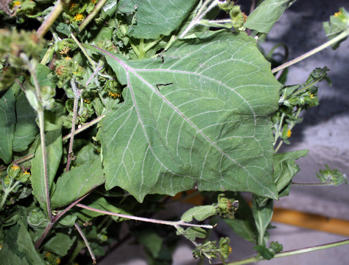 Image of Sigesbeckia orientalis specimen.
