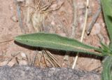 Sixalix eremophila