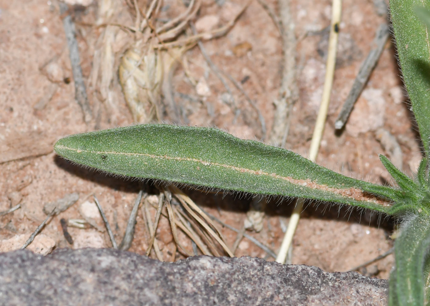 Image of Sixalix eremophila specimen.