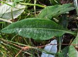 Cirsium heterophyllum. Лист. Тульская обл., Плавский р-н, окр. пос. Молочные Дворы, березовая роща. 13.08.2017.