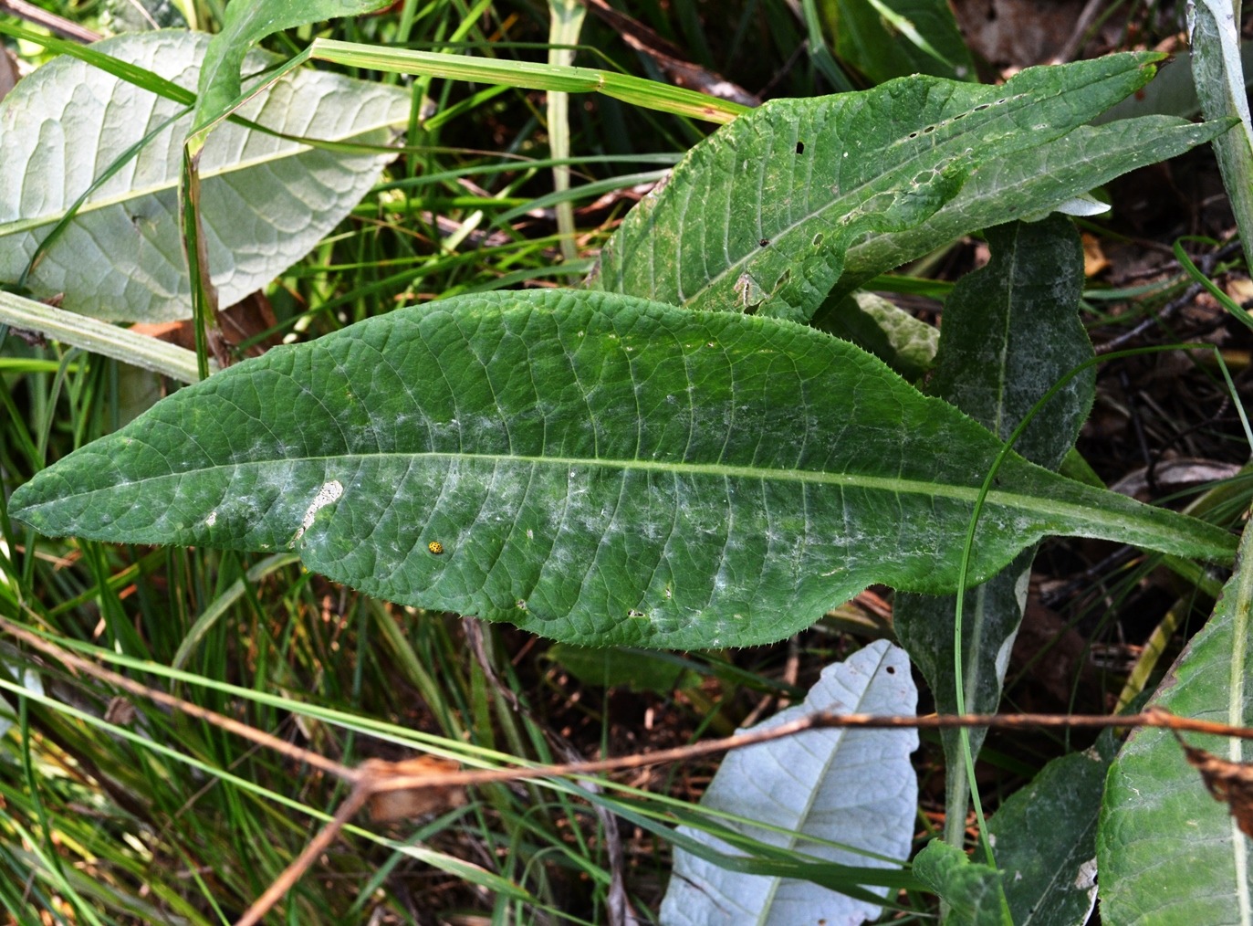 Image of Cirsium heterophyllum specimen.