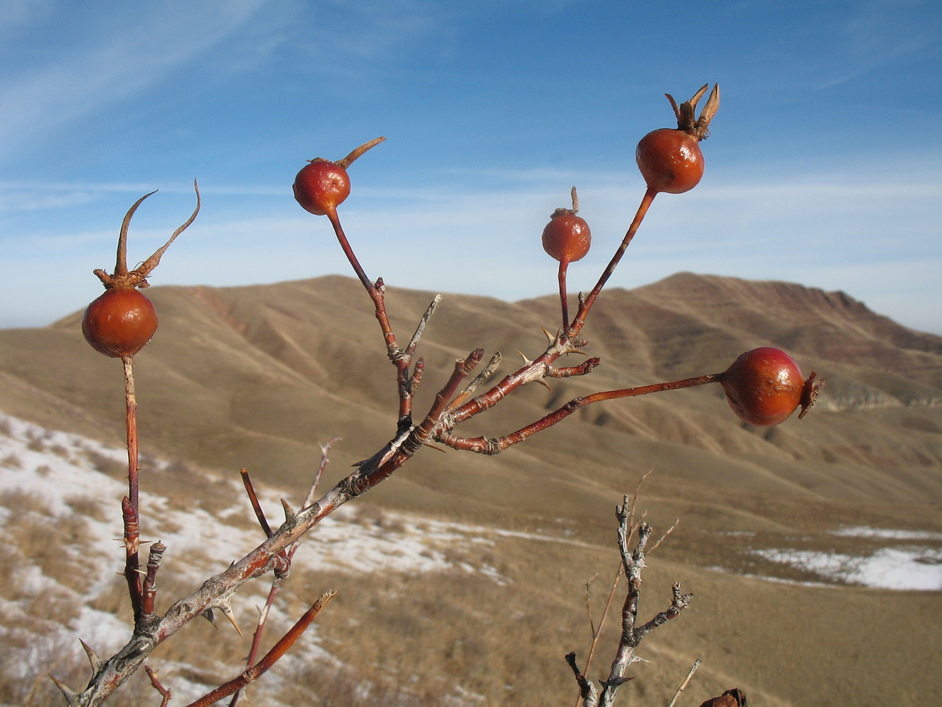 Изображение особи Rosa platyacantha.