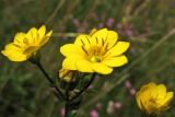 Blackstonia perfoliata. Цветки. Нидерланды, провинция Groningen, национальный парк Lauwersmeer, сырой луг на месте осушенного морского залива. 20 июля 2008 г.