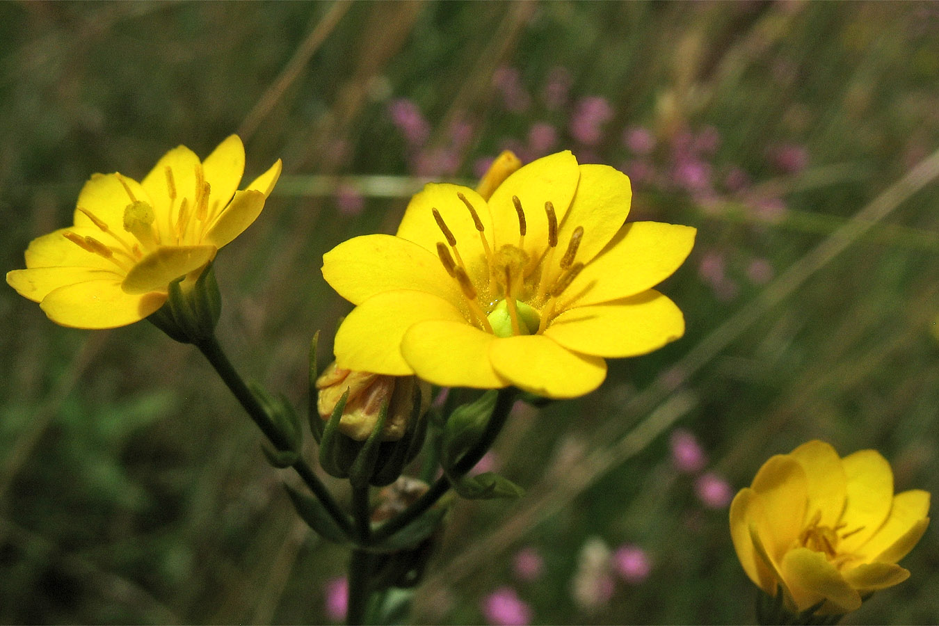 Image of Blackstonia perfoliata specimen.