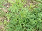 Artemisia vulgaris. Вегетирующее растение. Хабаровск, ул. Монтажная 15, во дворе. 04.06.2016.