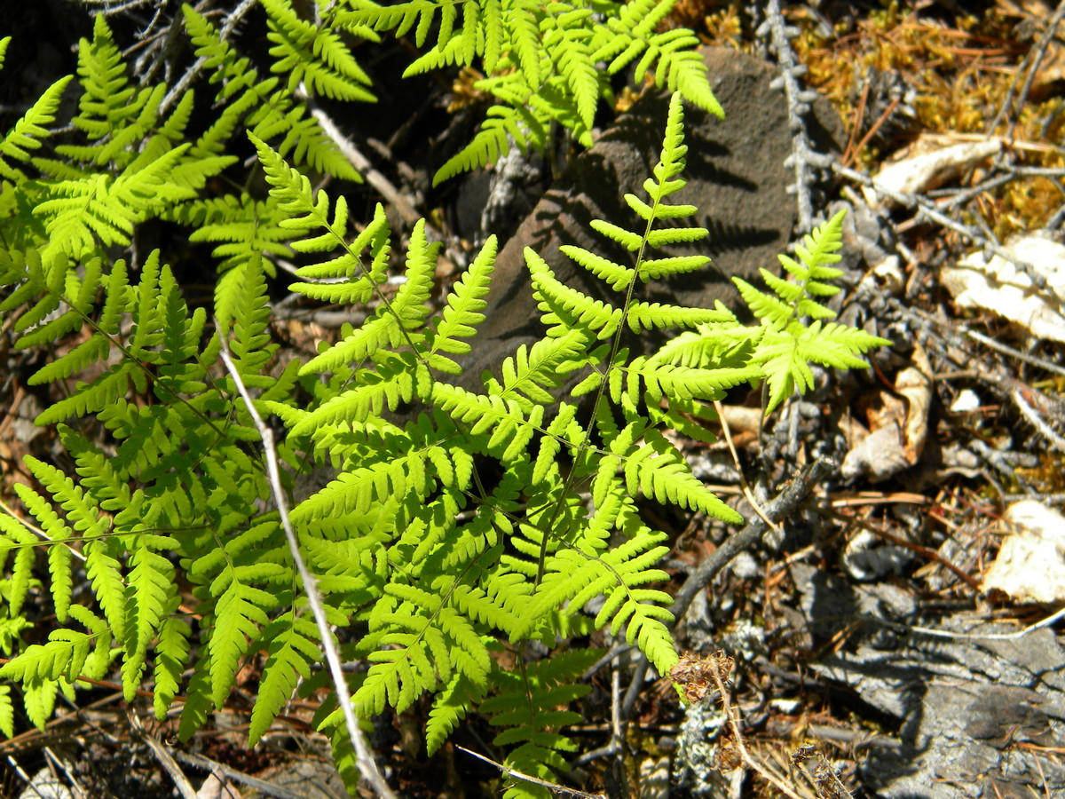 Изображение особи Gymnocarpium continentale.