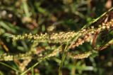 Veronica longifolia. Соплодие. Костромская обл., Кологривский р-н, левый берег р. Унжа рядом с устьем руч. Луковка, луг. 3 сентября 2020 г.