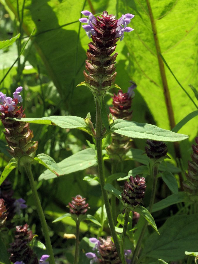 Image of Prunella vulgaris specimen.