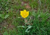 Tulipa suaveolens. Цветущее растение. Калмыкия, Яшкульский р-н, окр. пос. Яшкуль, степь. 18.04.2021.