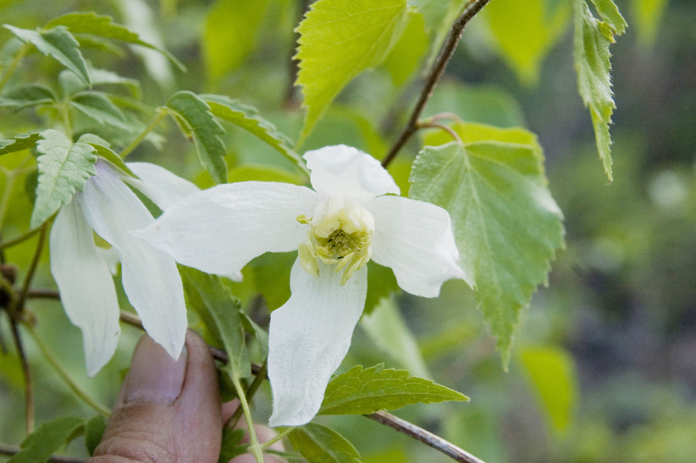 Изображение особи Atragene sibirica.