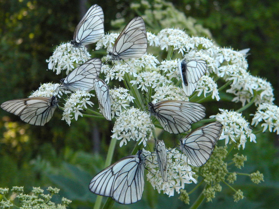 Изображение особи Heracleum dissectum.