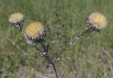 Carlina vulgaris