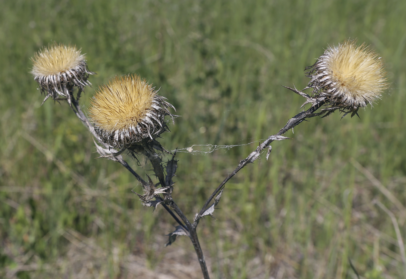 Изображение особи Carlina vulgaris.