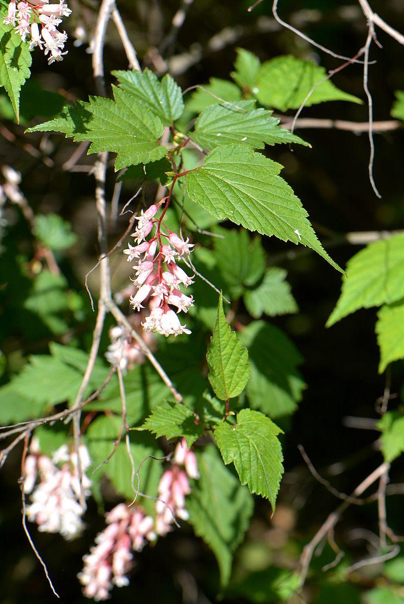 Изображение особи Neillia sinensis.