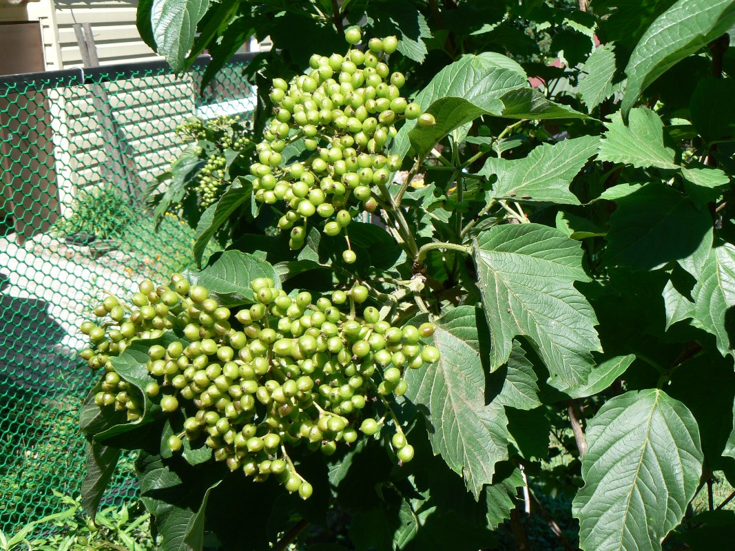 Image of Viburnum sargentii specimen.