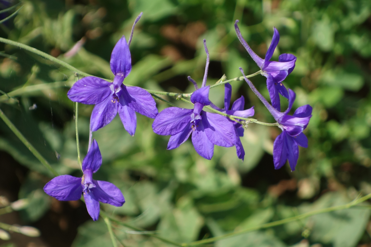 Image of Delphinium consolida specimen.