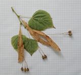 Tilia amurensis